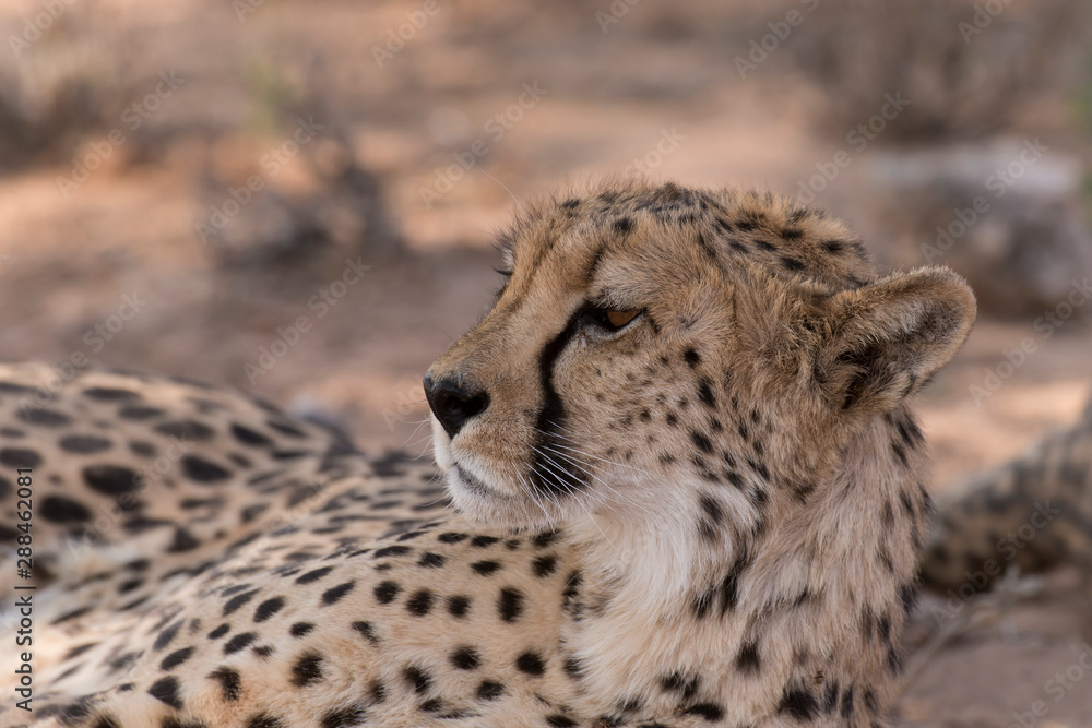 Guépard, cheetah, Acinonyx jubatus, Parc national du Kalahari, Afrique du Sud Guépard, cheetah, Acinonyx jubatus, Parc national du Kalahari, Afrique du Sud