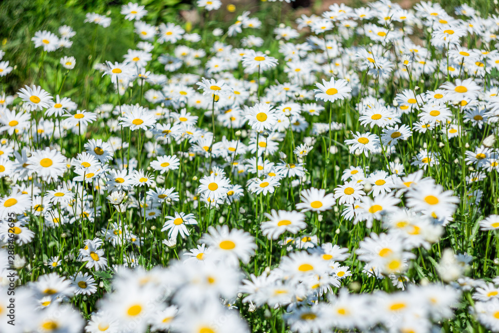 Chamomile flower field. Camomile in the nature. Field of camomiles at sunny day at nature. Camomile daisy flowers in spring day. Chamomile flowers field wide background in sun light Chamomile flower field. Camomile in the nature. Field of camomiles at sunny day at nature. Camomile daisy flowers in spring day. Chamomile flowers field wide background in sun light