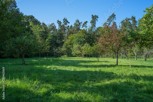 Fototapeta Naklejka Na Ścianę i Meble -  Meadow orchard in the early summer sun. 2