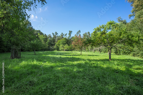 Meadow orchard in the early summer sun. 3