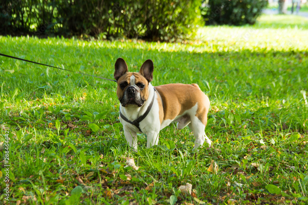 French bulldog walking outdoor in the park.