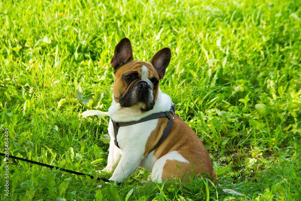 Fototapeta premium French bulldog laying outdoor on the grass.