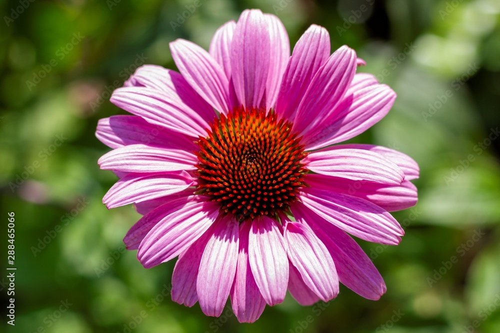 A top down portrait of a echinacea purpurea, or magnus superior, with beautiful purple petals and a red swirl pattern core. A top down portrait of a echinacea purpurea, or magnus superior, with beautiful purple petals and a red swirl pattern core.