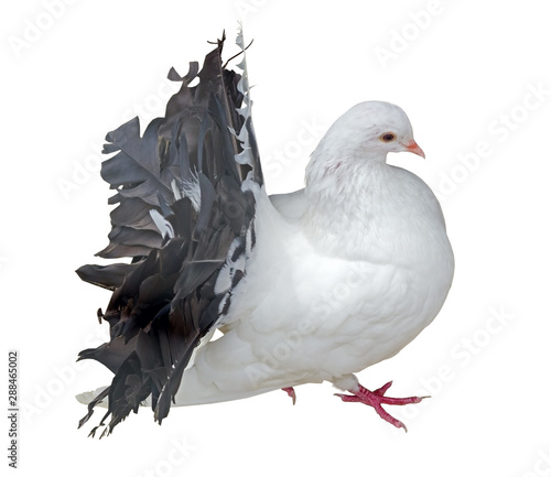 big Beautiful pigeon on white background