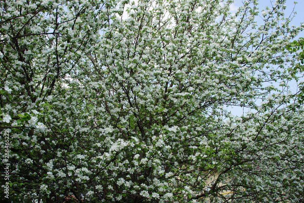 Fototapeta premium branch of a tree