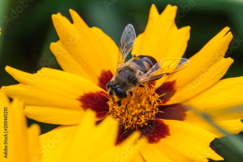 A bee on a blossom of coneflowers (rudbeckia)