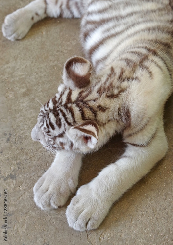little white tiger cub resting