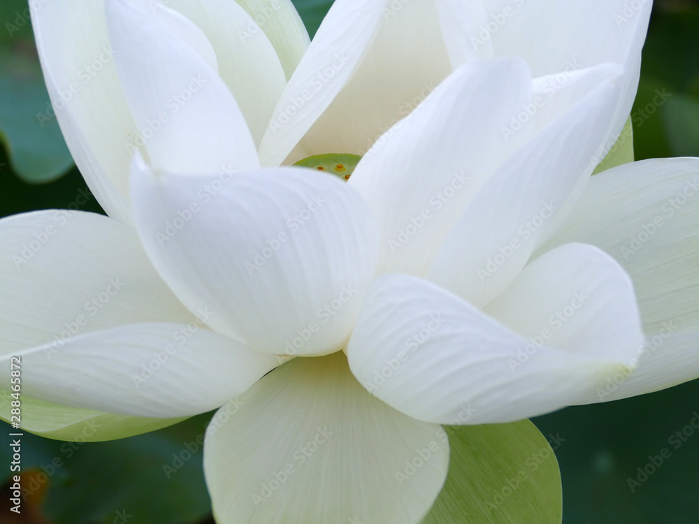 Fototapeta Kwiat lotosu Shinyo lotus