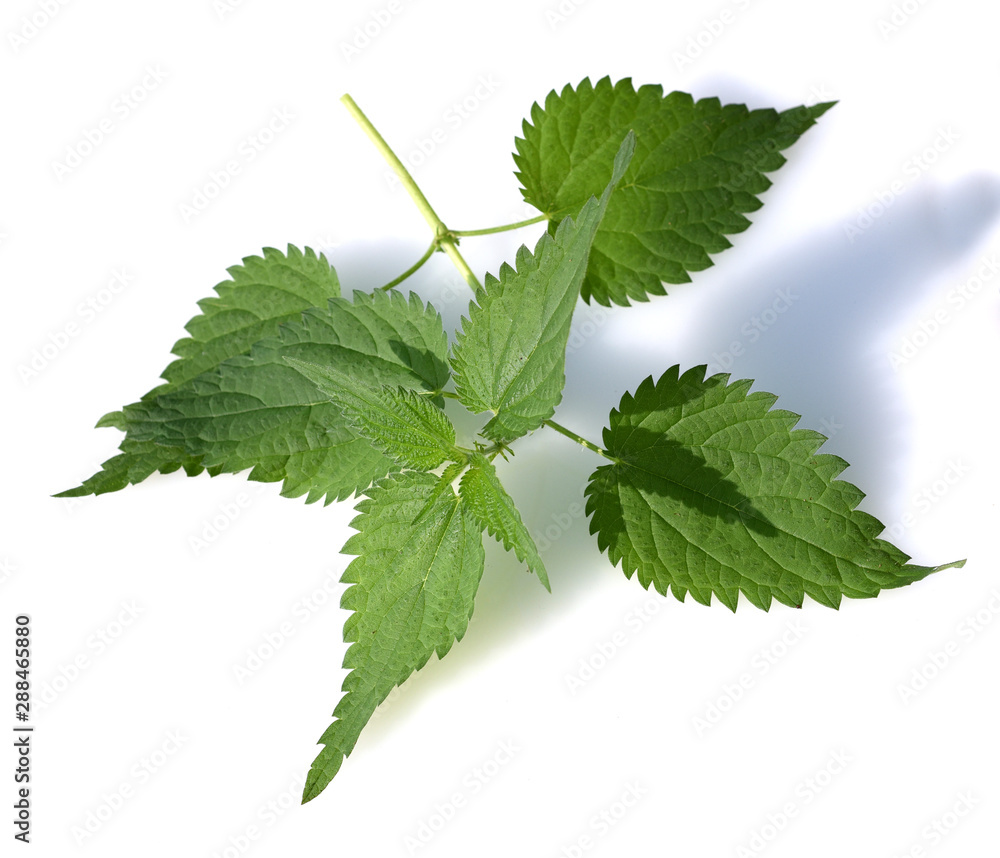 Fototapeta premium Brennnessel, Urtica, Dioica, Grosse