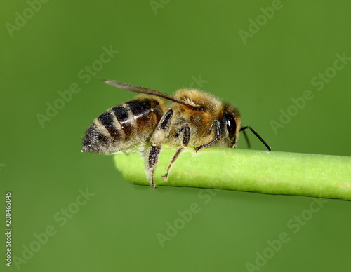 Biene, Pollenhoeschen, Apis, mellifera © Ruckszio