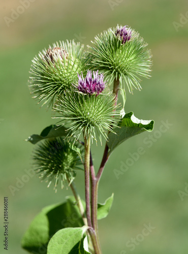 Grosse, Klette, Arctium, lappa photo