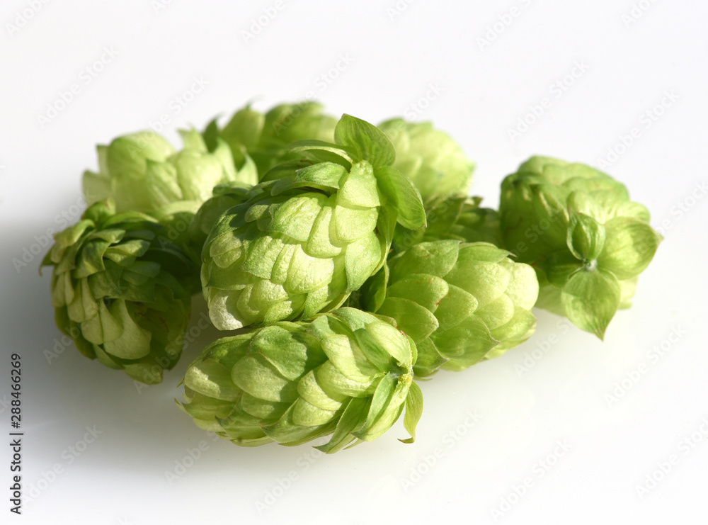 Hopfen, Humulus lupulus Hopfen, Humulus lupulus