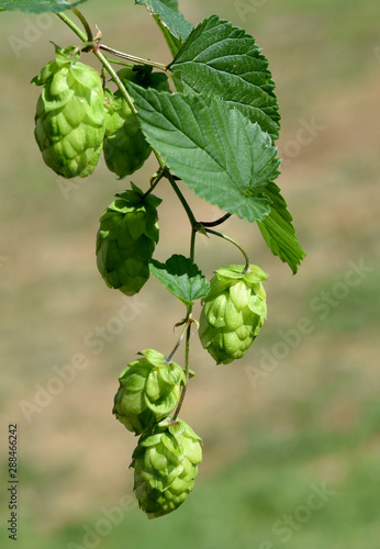 Hopfen, Humulus lupulus