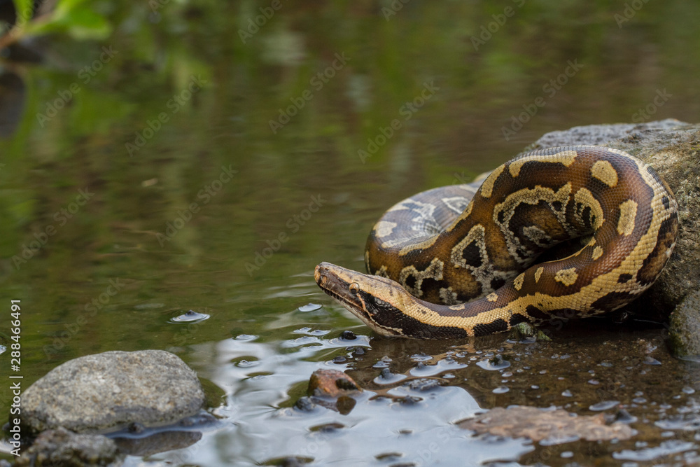 Foto de Sumatran Red Blood Python (Python curtis curtis) commonly known ...