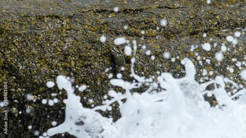 Crabs and rockskippers on the rock at the beach photo