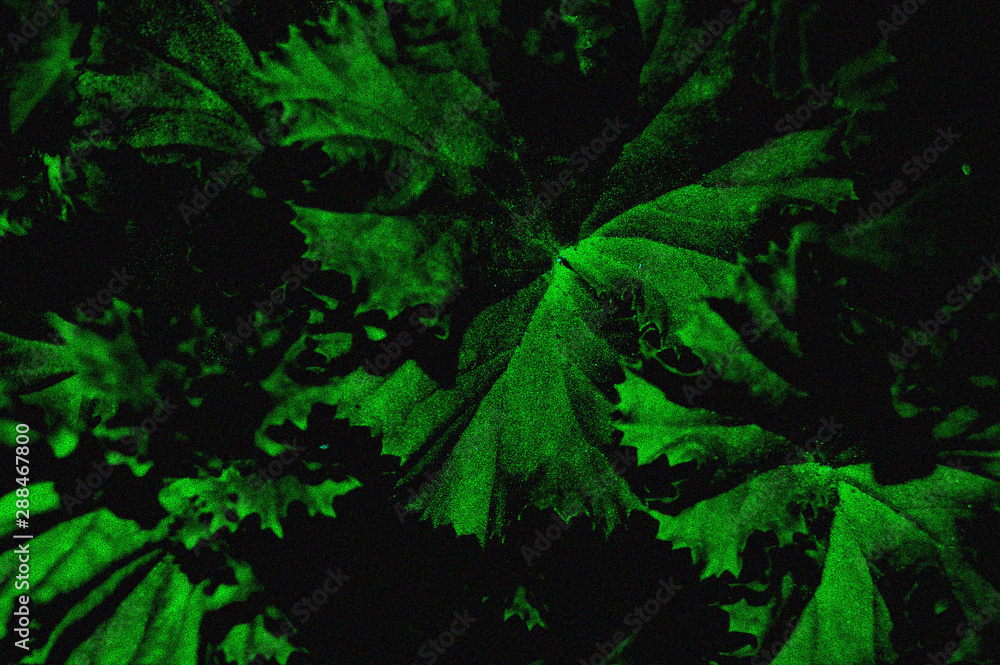 Fantasy colored Geranium leaves Fantasy colored Geranium leaves