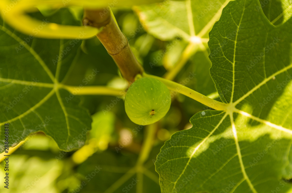 Fototapeta premium Unripe fig fruit on a branch