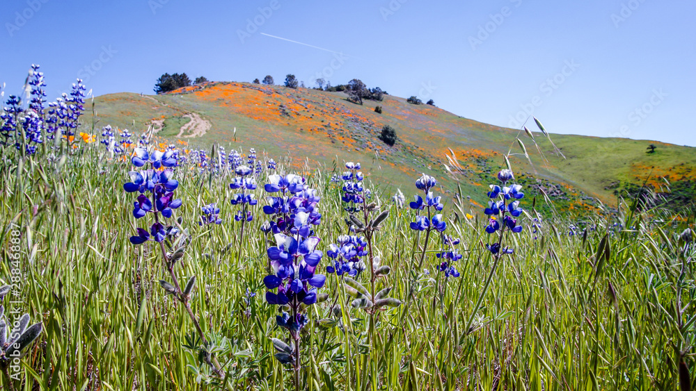 California Poppy and Lupin wildflower during the superbloom in the Los Padres national forest, California, USA