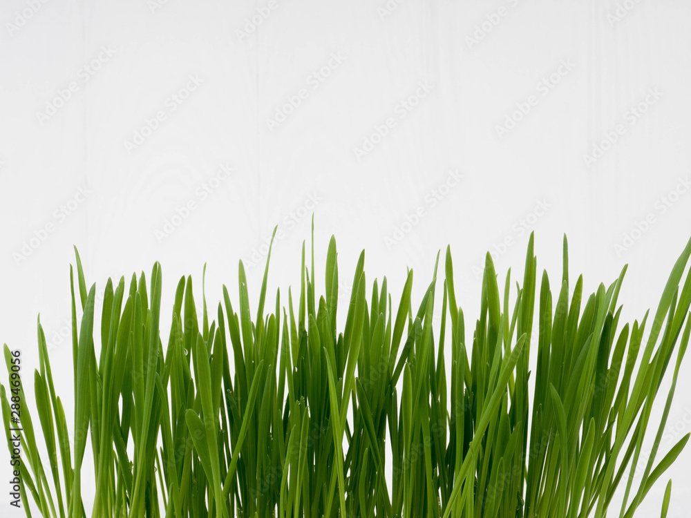 Naklejka pet grass, cat grass, Chives