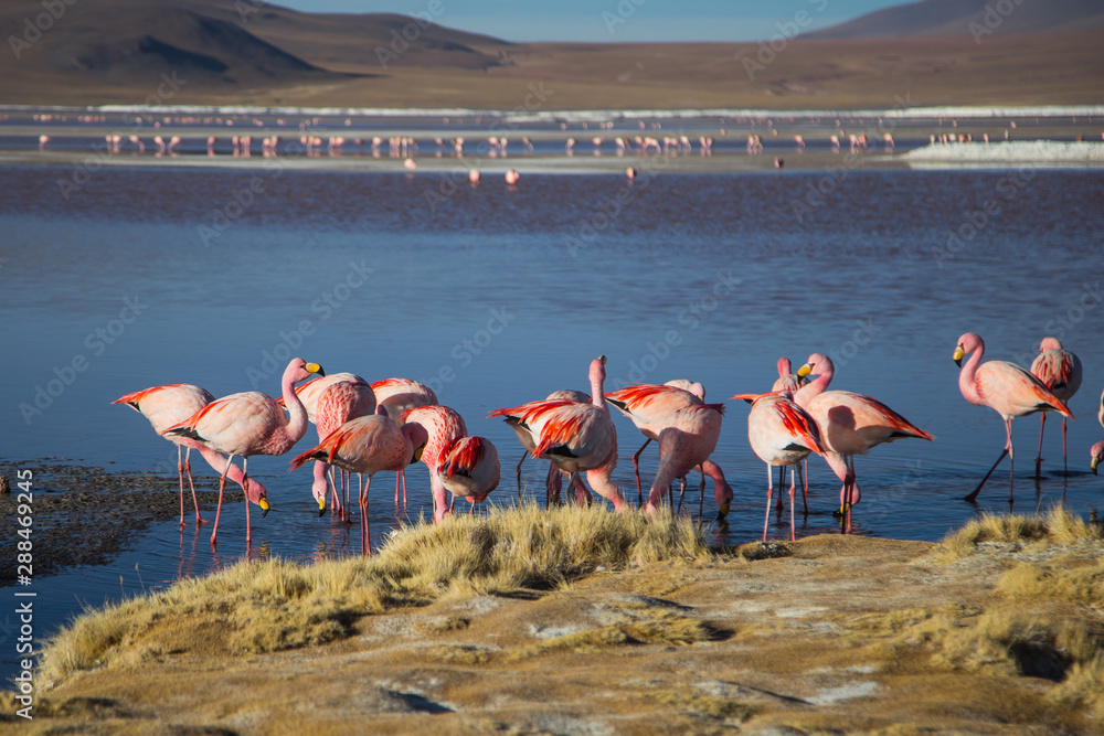 Fototapeta The flamingos of the Andes
