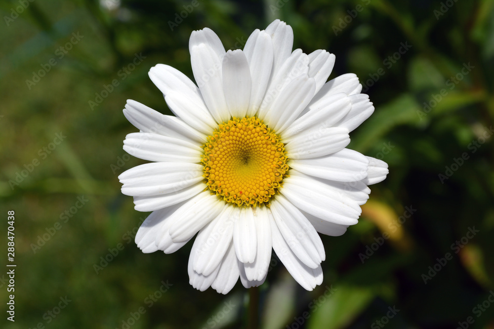 Chamomile flower on a sunny day on the natural green background. Chamomile flower on a sunny day on the natural green background.
