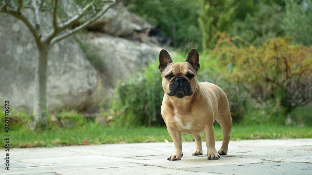 French bulldog on the walk in summer tropical park