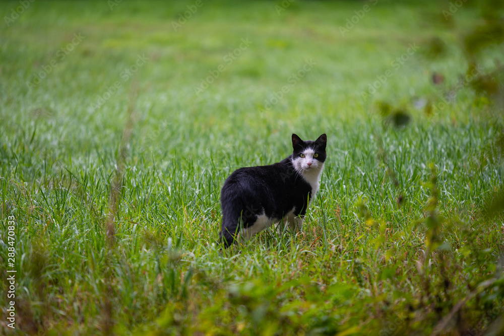A cat is  sneaking through a field looking for mice