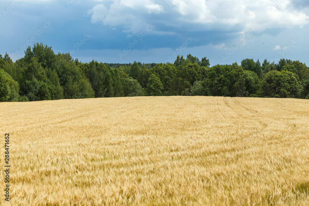 Field of wheat under cloudy sky. Horizontal image.