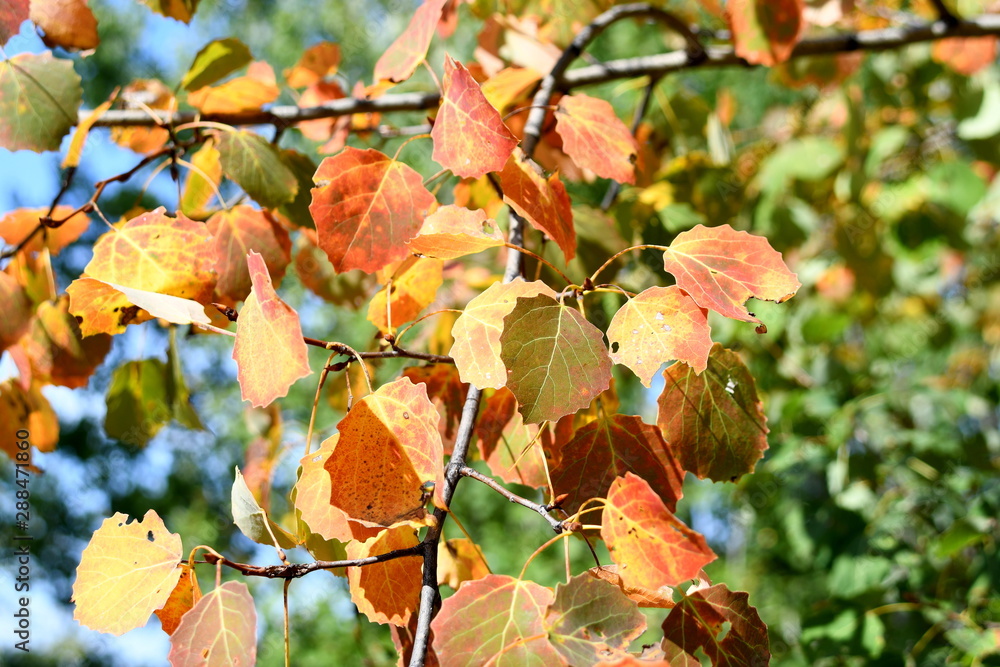 red yellow leaves in autumn red yellow leaves in autumn