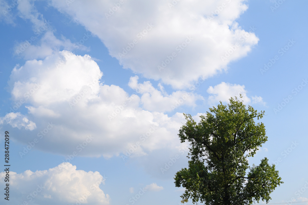 View through one green tree against the sky and white clouds. View through one green tree against the sky and white clouds.