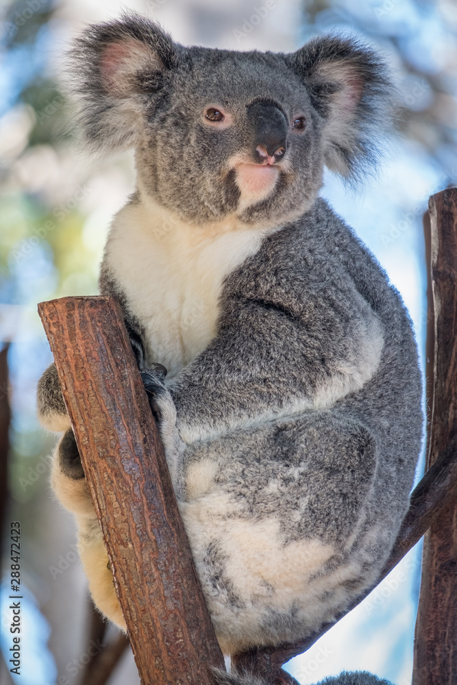 Naklejka premium Koala relaxing in a tree