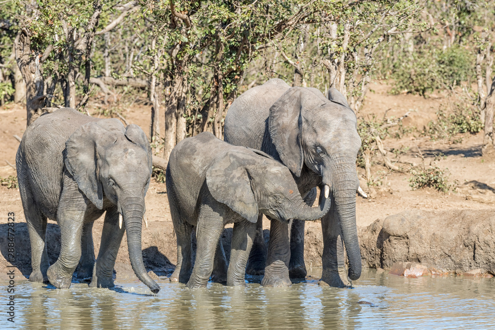 Fototapeta premium African elephant calfs with trunk in its mothers mouth
