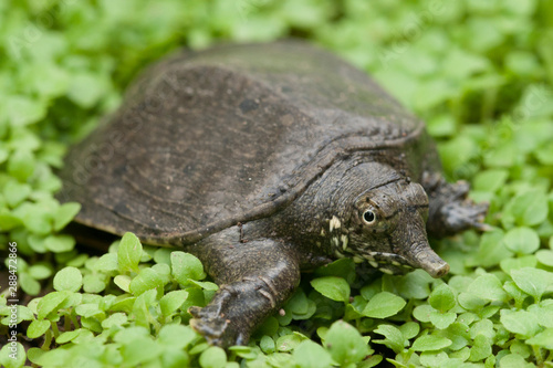  Common softshell turtle or asiatic softshell turtle (Amyda cartilaginea) photo