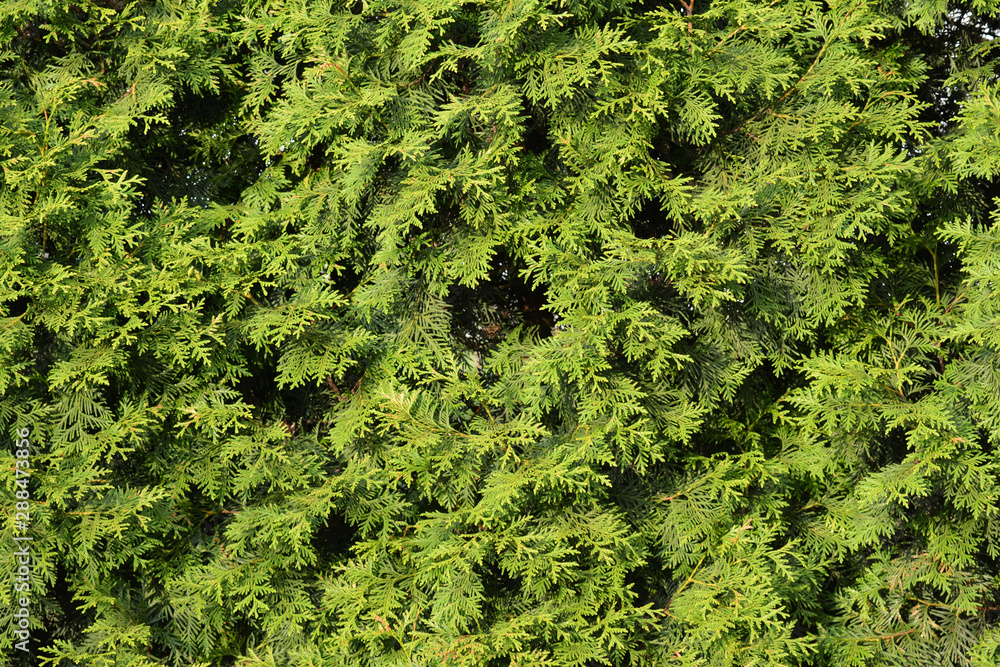 Background of green foliage of thuja. Background of green foliage of thuja.