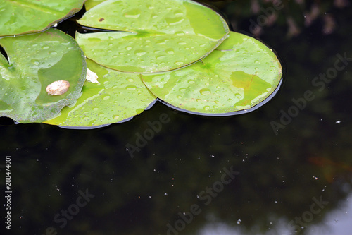 Green leaves with water drops on black water background