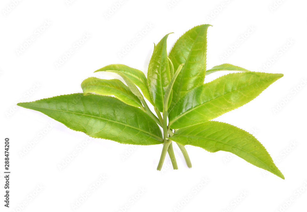 Green tea leaf isolated on white background Green tea leaf isolated on white background