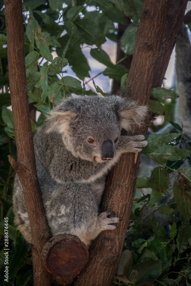 Fototapeta premium Baby Koala
