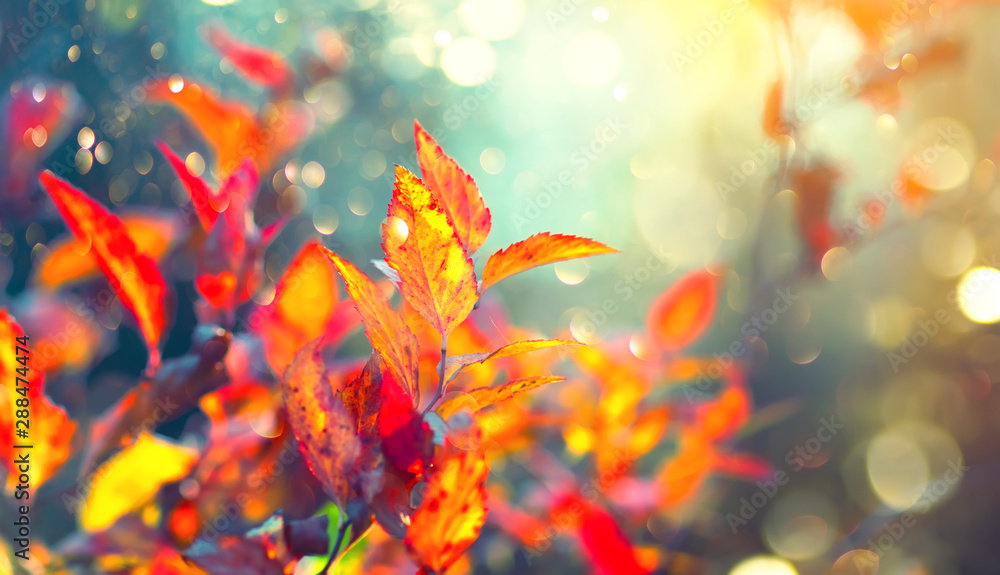 Autumn colorful bright leaves swinging in a tree in autumnal park. Fall colorful background. Beautiful nature scene - obrazy, fototapety, plakaty 