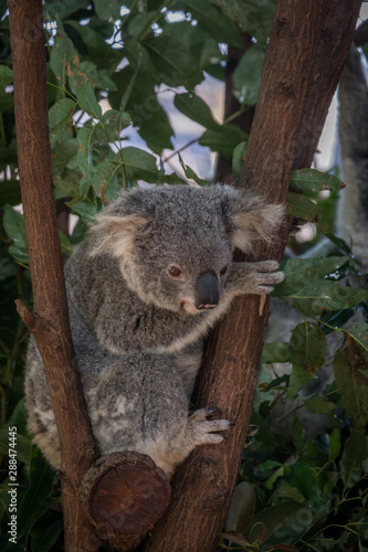 Fototapeta Naklejka Na Ścianę i Meble -  Baby Koala