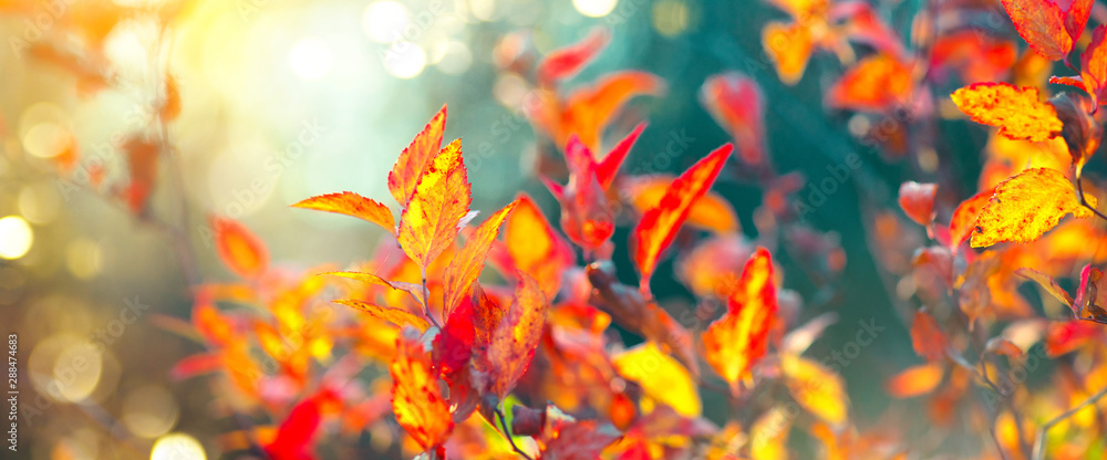 Autumn colorful bright leaves swinging in a tree in autumnal park. Fall colorful background. Beautiful nature scene Autumn colorful bright leaves swinging in a tree in autumnal park. Fall colorful background. Beautiful nature scene
