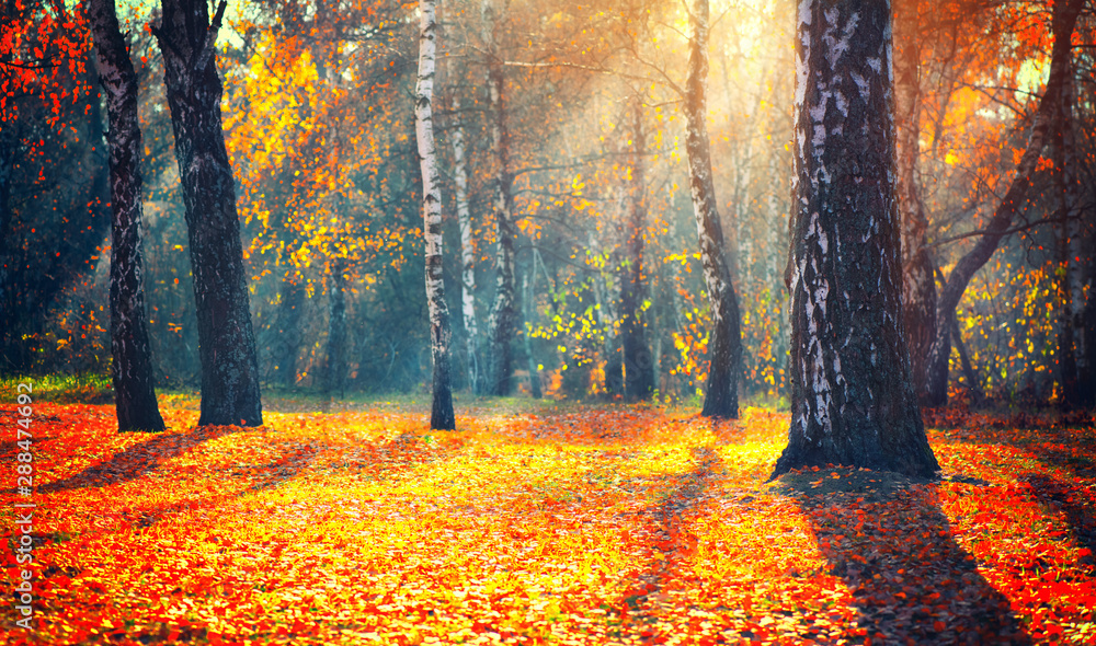 Autumn. Fall. Autumnal park. trees and colorful leaves in sun rays. Beautiful autumn nature scene background