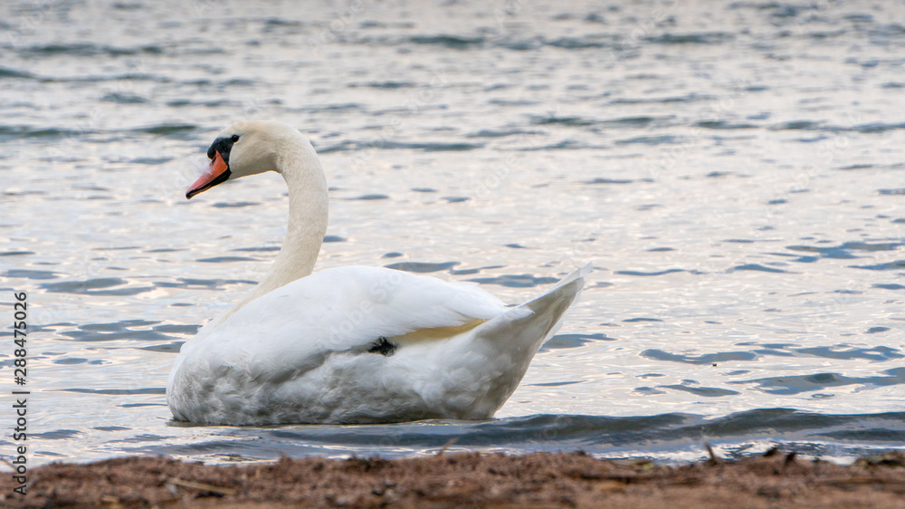 Fototapeta premium Swans swimming near the shore on a rainy September day.