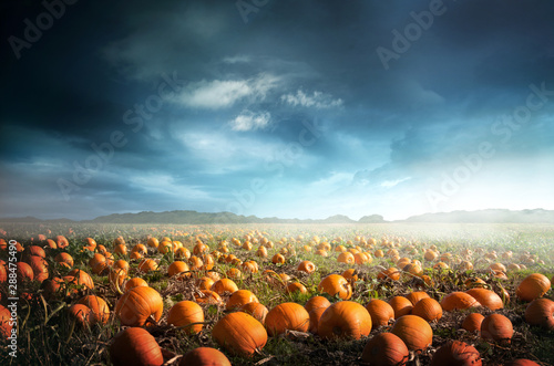 A spooky halloween pumpkin field with a moody sky. Photo composite.