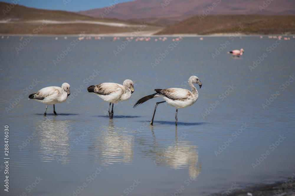 Pink flamingos on the Bolivian highlands