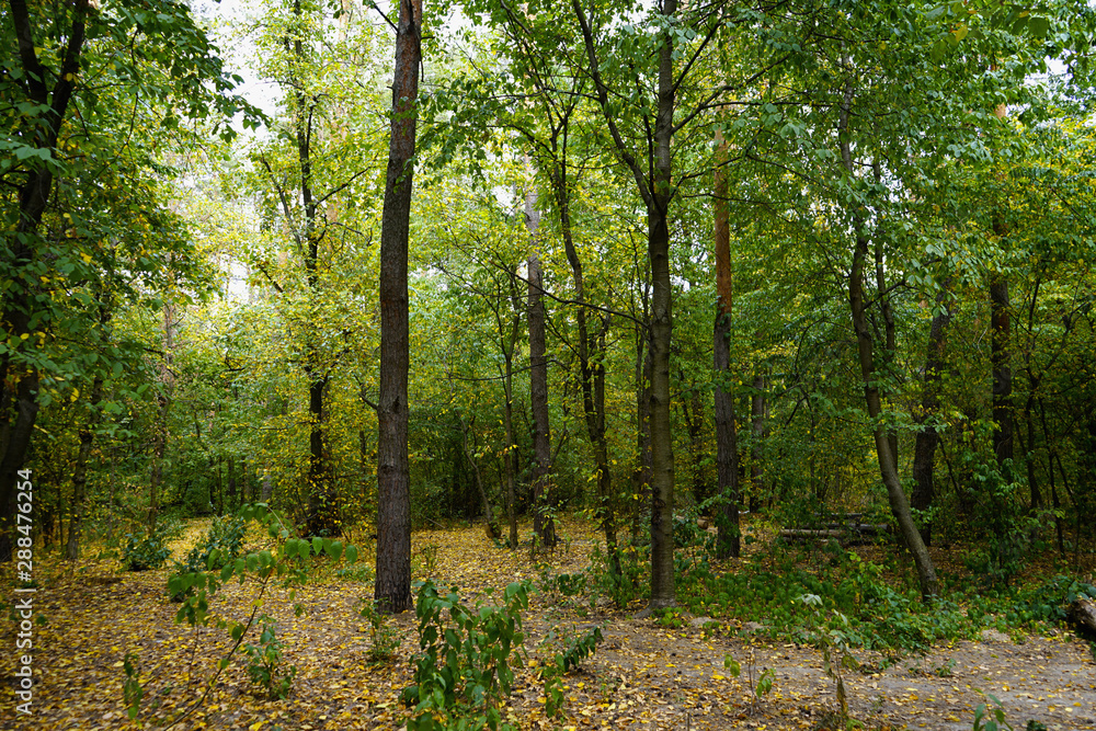 Landscape in the forest at the beginning of autumn, yellow and green leaves. selective focus  