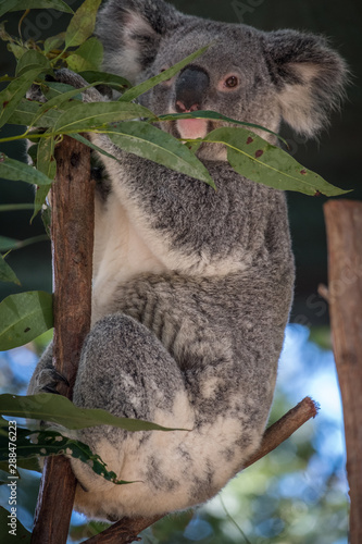Photography Koala relaxing in a tree