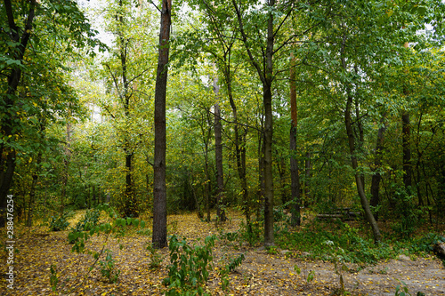 Landscape in the forest at the beginning of autumn  yellow and green leaves. selective focus  