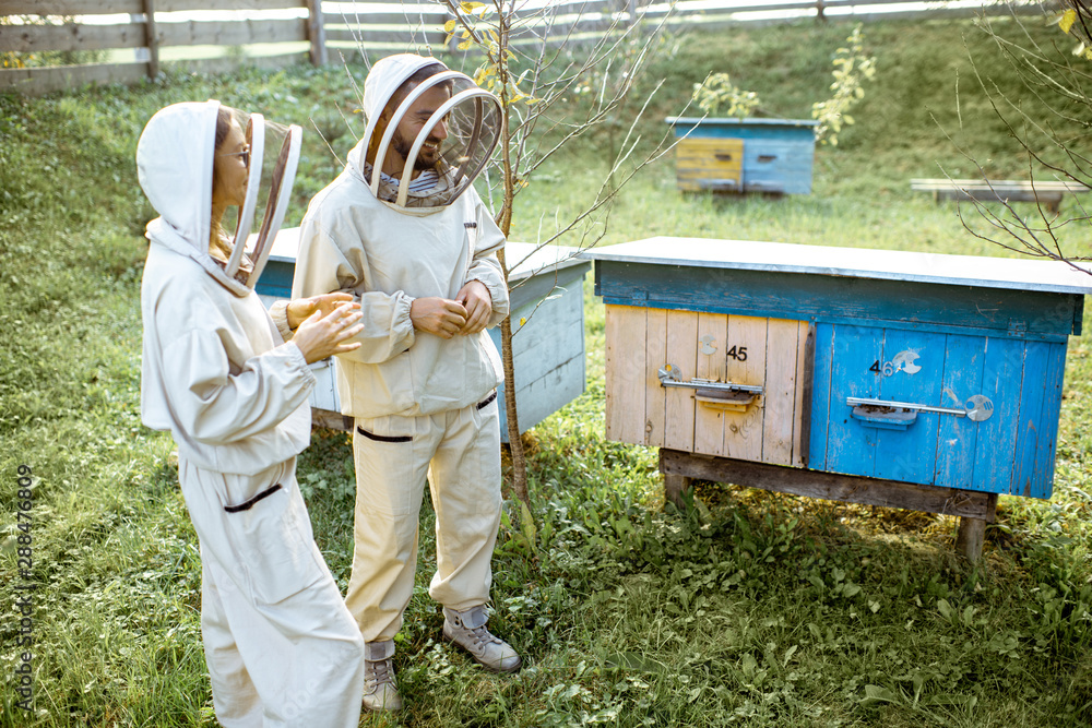 Two young beekepers in protective uniform working on a small apiary farm with wooden beehives on the background Two young beekepers in protective uniform working on a small apiary farm with wooden beehives on the background