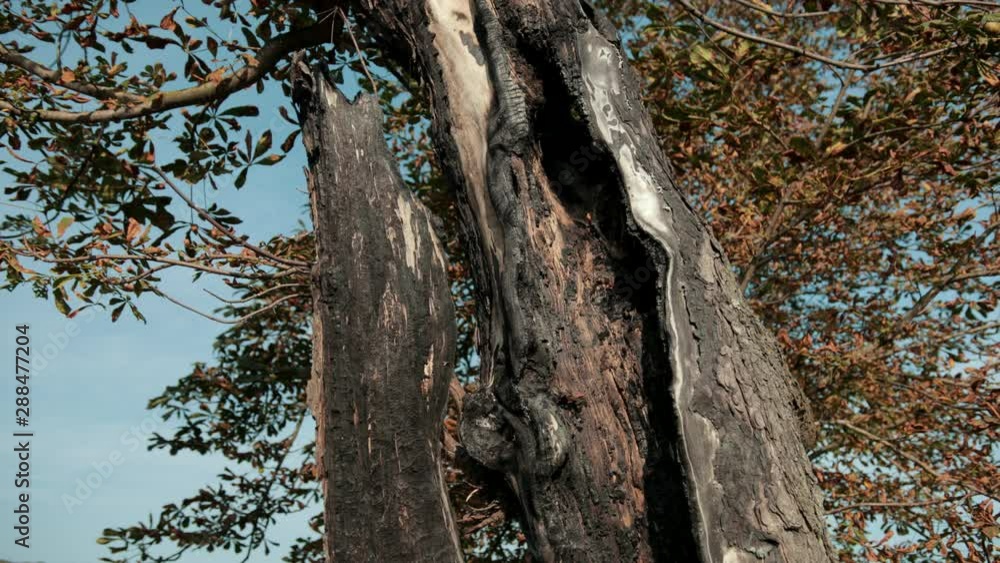 large old tree, with dry leaves, with a very aged trunk large old tree, with dry leaves, with a very aged trunk