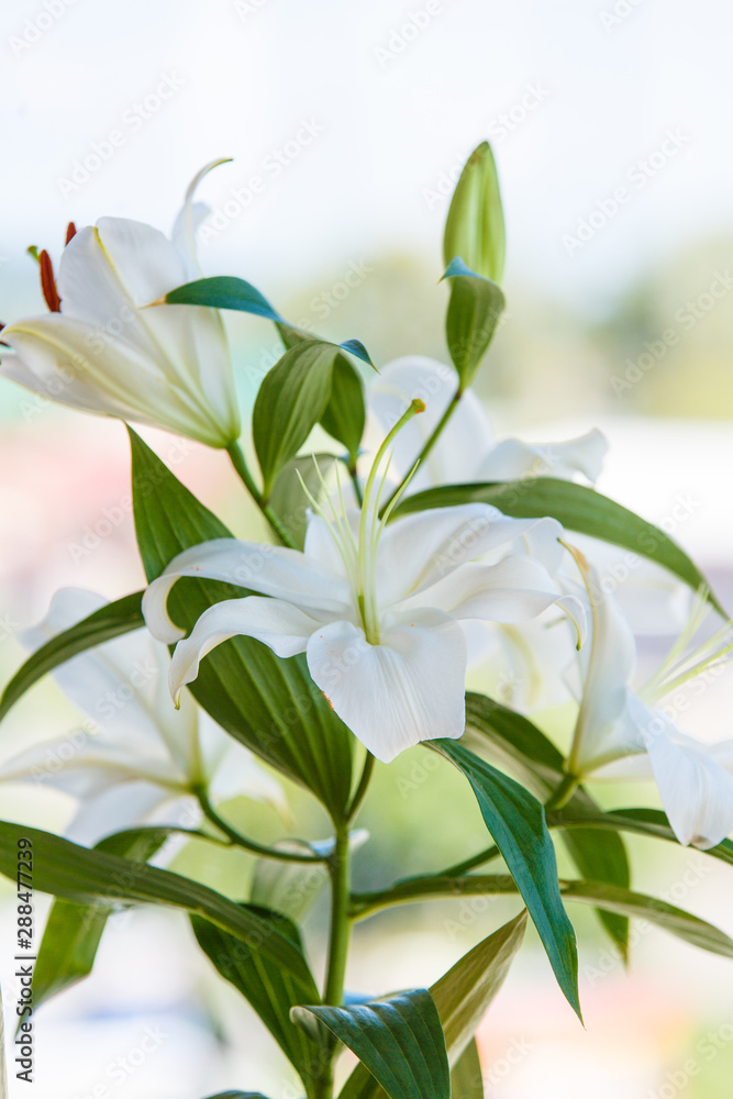 Obraz premium Bouquet of white lilies close-up with blurred background.